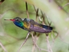 Broad-billed Hummingbird