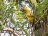 Yellow Warbler