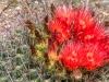 Cactus Flower