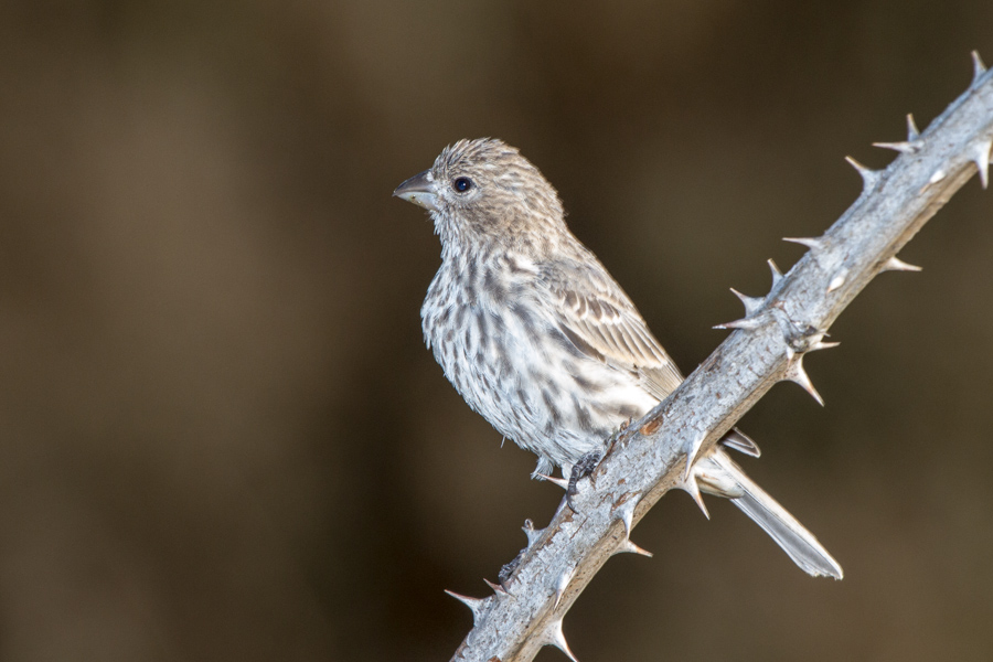 Savannah Sparrow