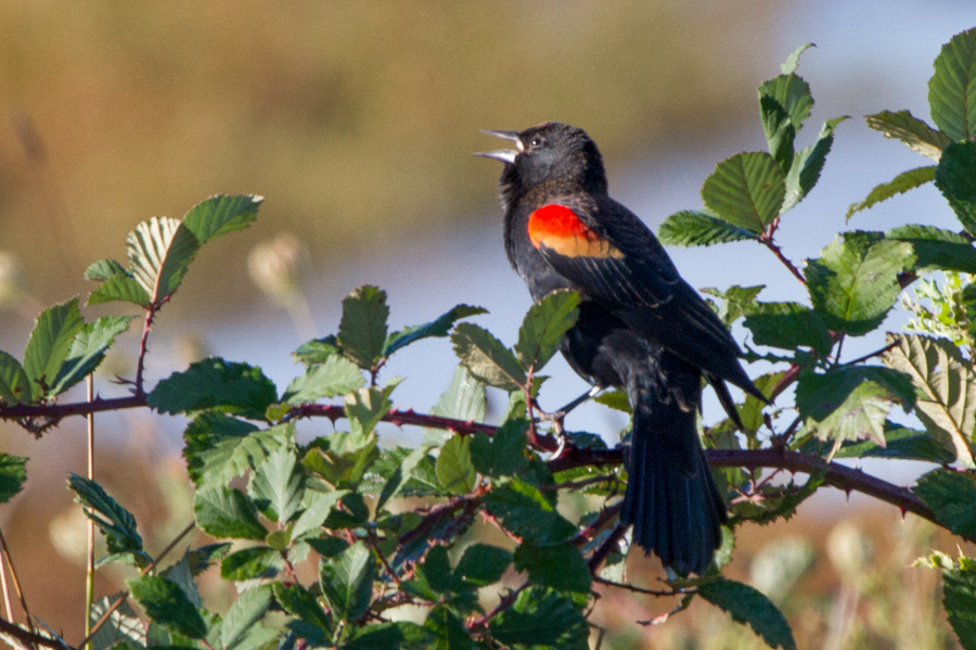 Red-winged Blackbird