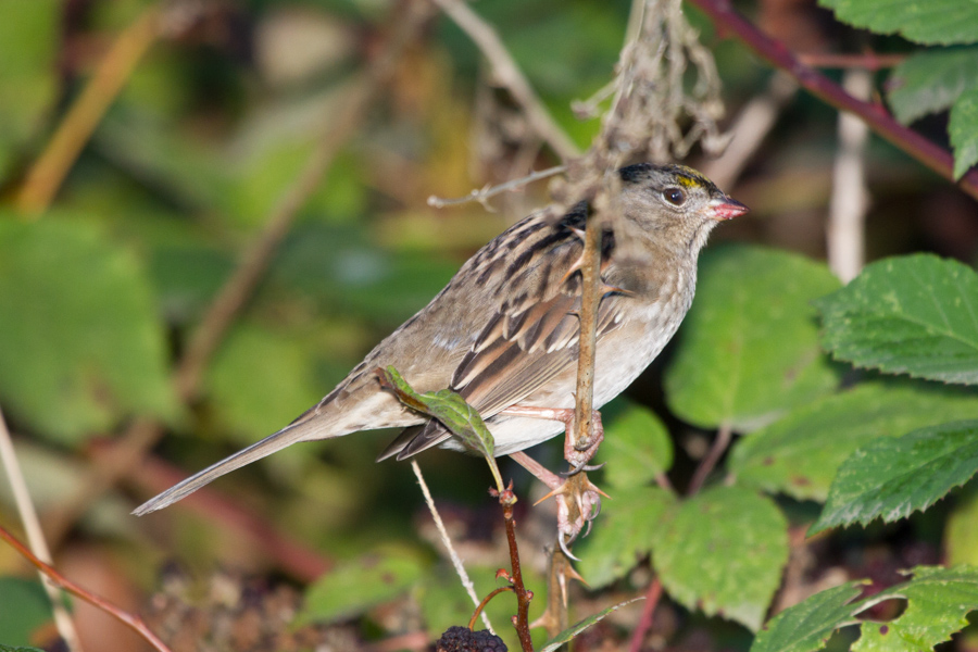 Golden-crowned Sparrow