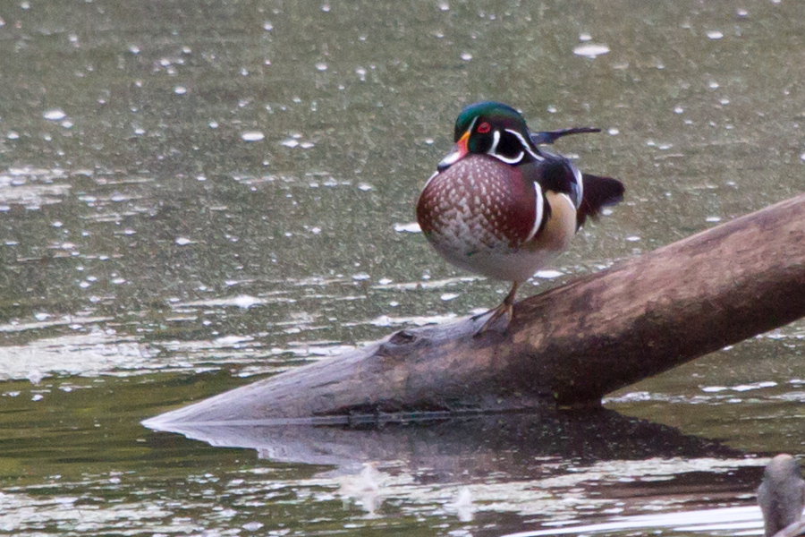 Wood Duck