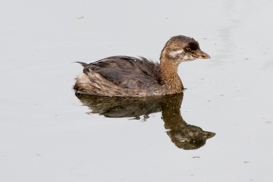 Pied-billed Grebe