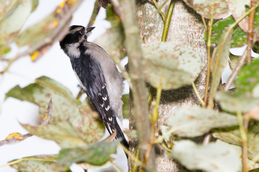 Downy Woodpecker