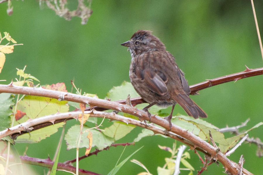 Song Sparrow