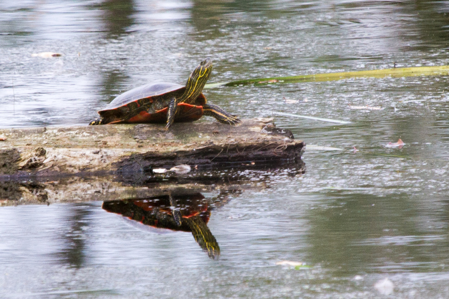 Western Painted Turtle