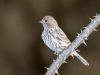 Savannah Sparrow