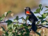 Red-winged Blackbird