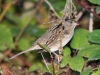 Golden-crowned Sparrow