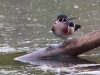 Wood Duck