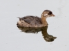 Pied-billed Grebe