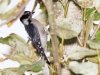 Downy Woodpecker