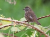 Song Sparrow