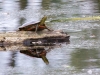 Western Painted Turtle