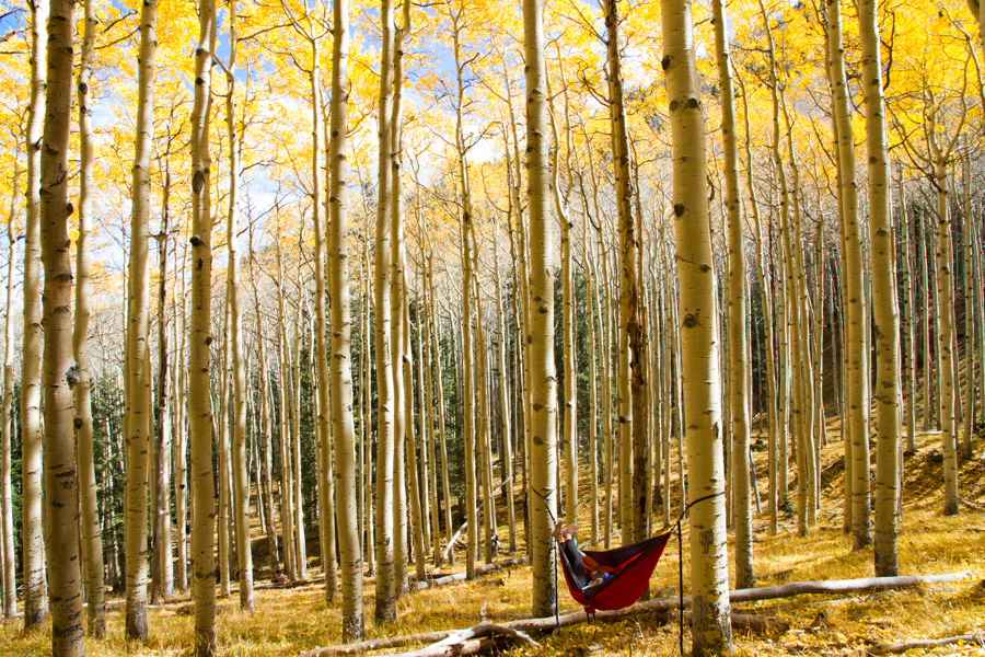 Lockett Meadow