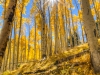 Aspen sun burst