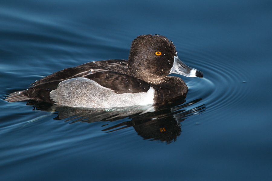 Ring-necked Duck