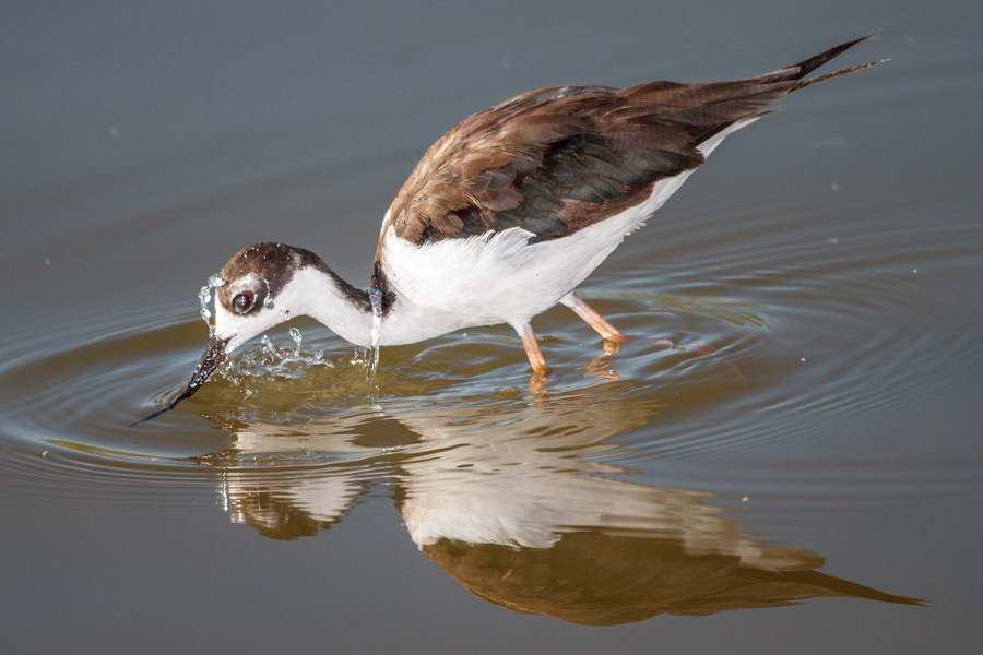 Black-necked Stilt