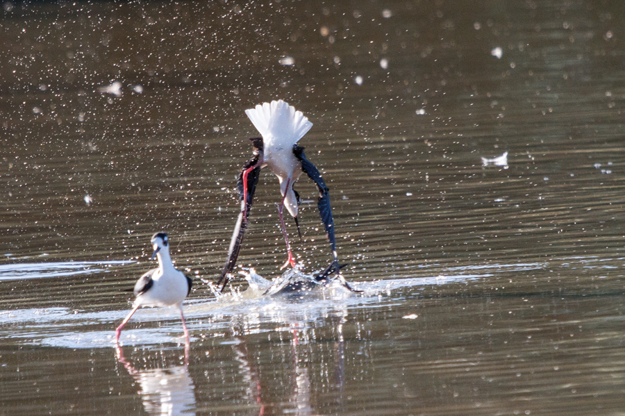 Black-necked Stilt