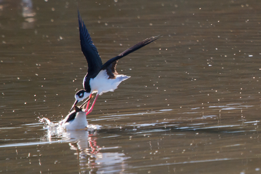 Black-necked Stilt