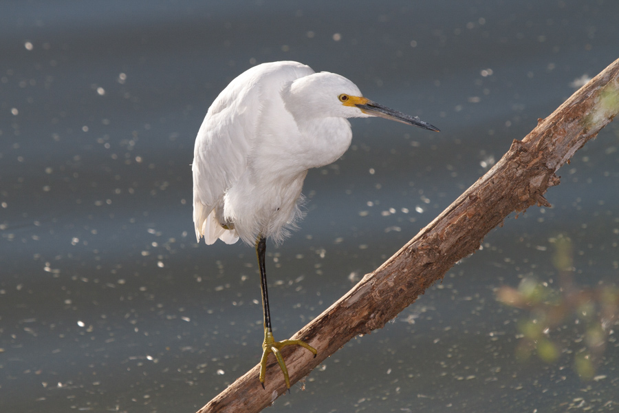 Snowy Egret