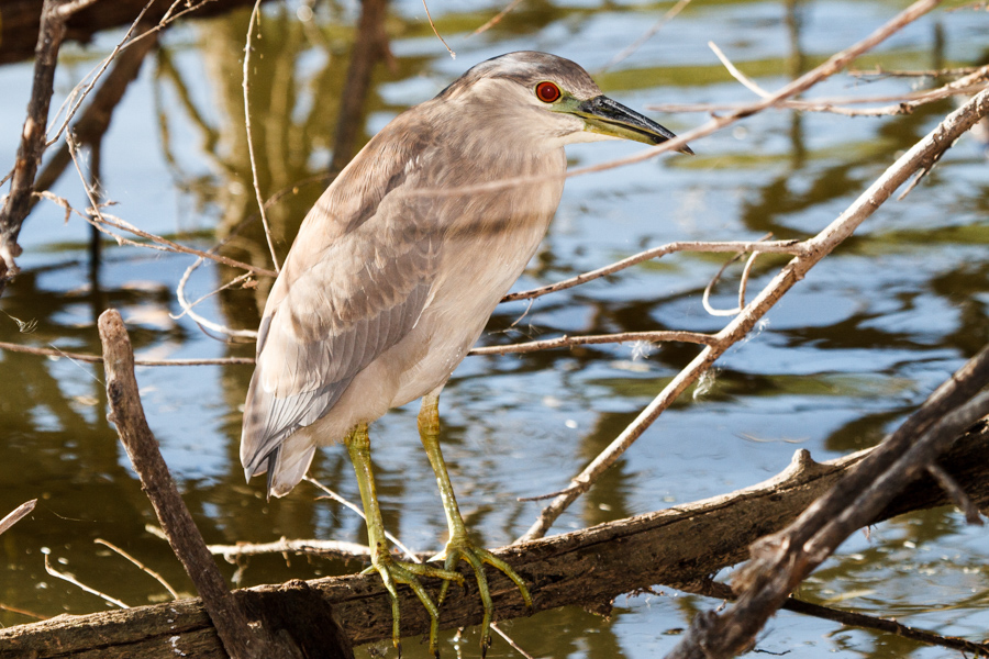 Black-crowned Night Heron