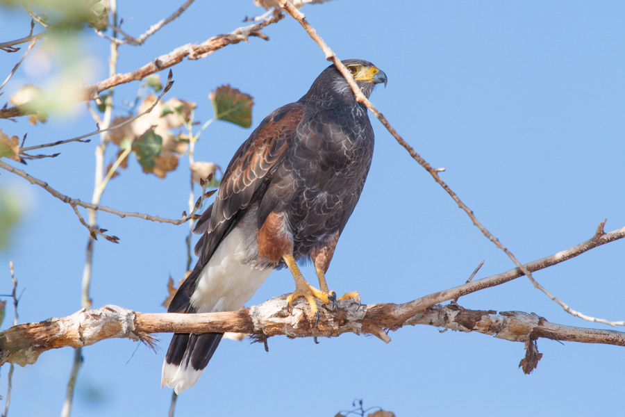 Northern Harrier