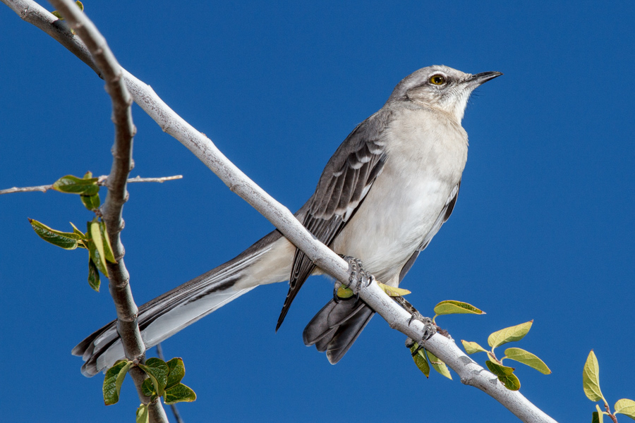 Northern Mockingbird