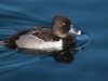 Ring-necked Duck