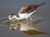 Black-necked Stilt