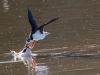 Black-necked Stilt