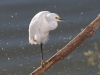 Snowy Egret