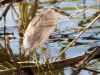 Black-crowned Night Heron