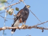 Northern Harrier