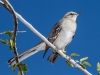 Northern Mockingbird