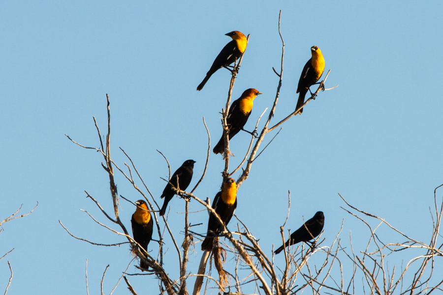 Yellow-headed Blackbird