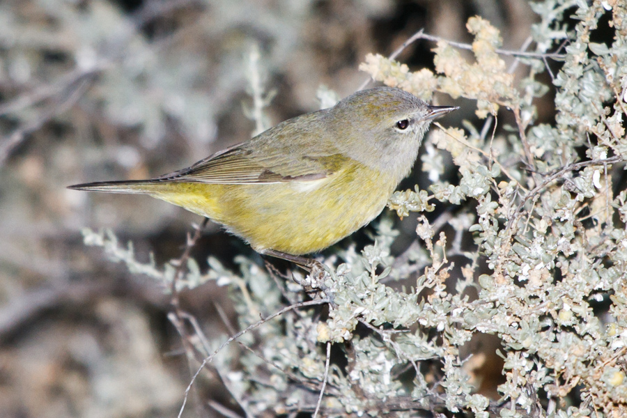 Orange-crowned Warbler