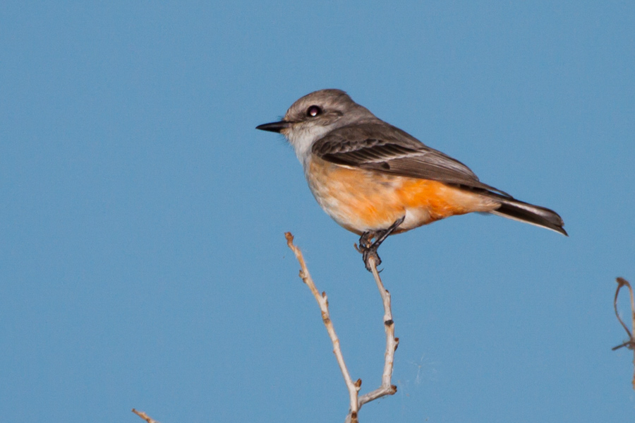 Say\'s Phoebe