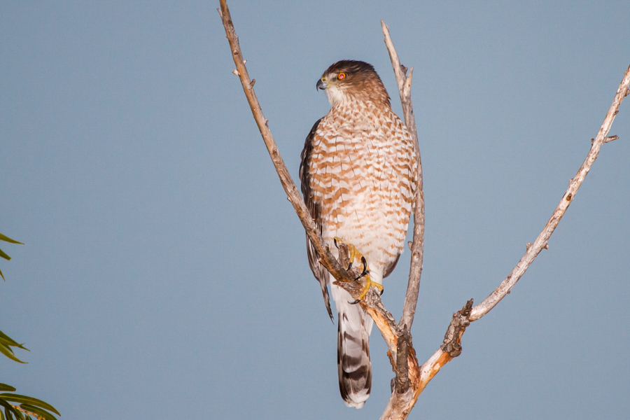 Cooper\'s Hawk