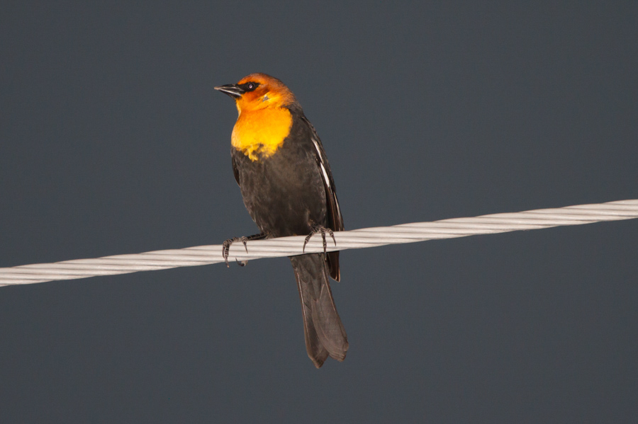 Yellow-headed Blackbird