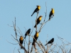 Yellow-headed Blackbird