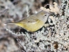 Orange-crowned Warbler