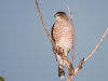 Cooper's Hawk