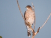 Cooper's Hawk