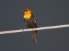 Yellow-headed Blackbird