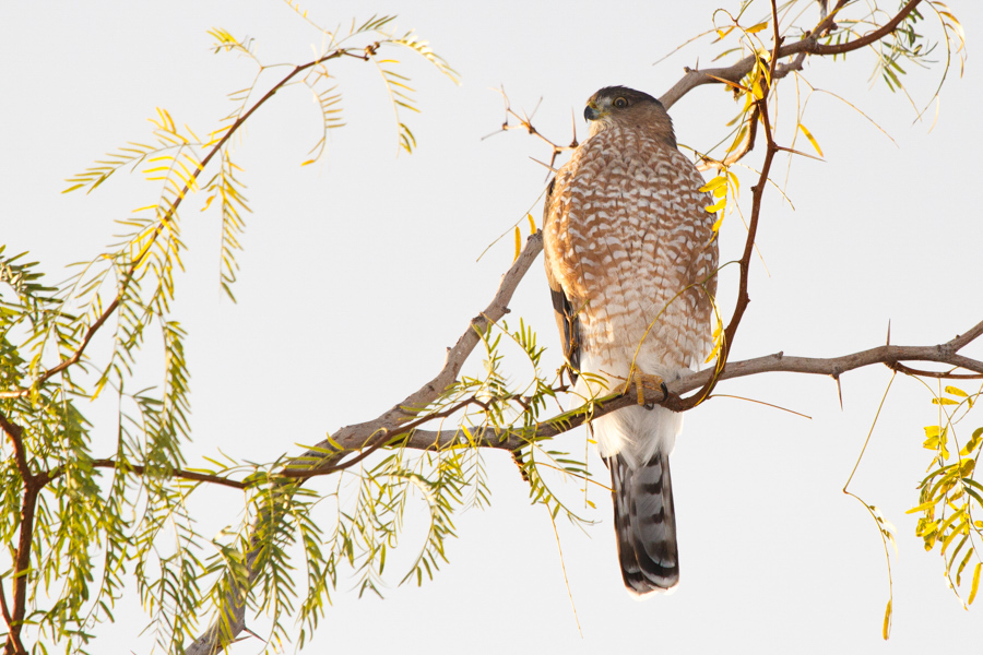 Cooper\'s Hawk