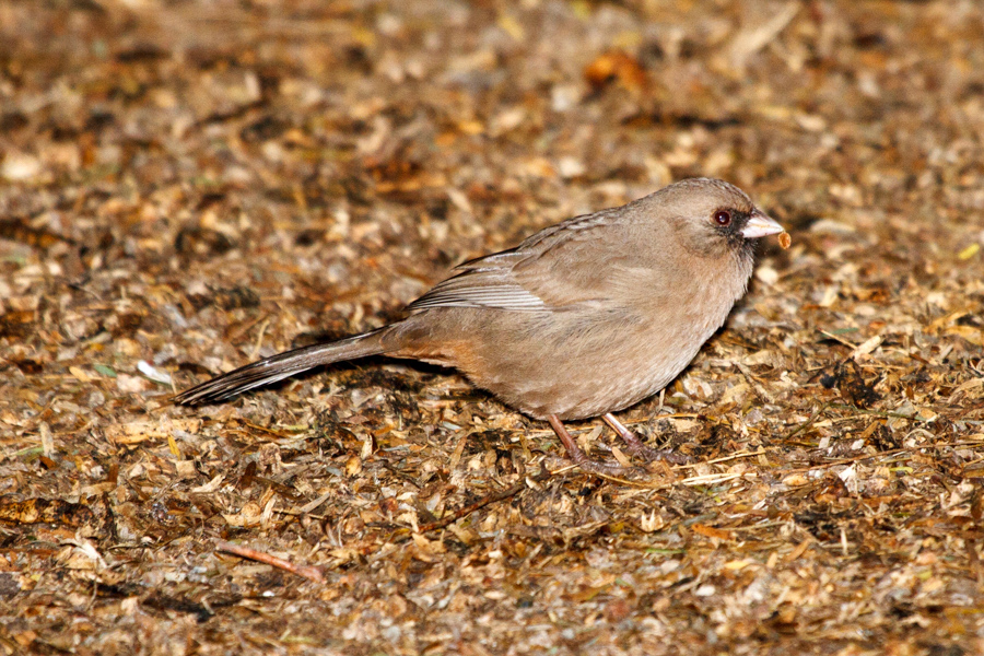 Abert\'s Towhee