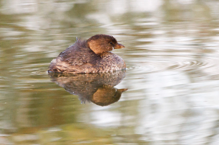 Pied-billed Grebe