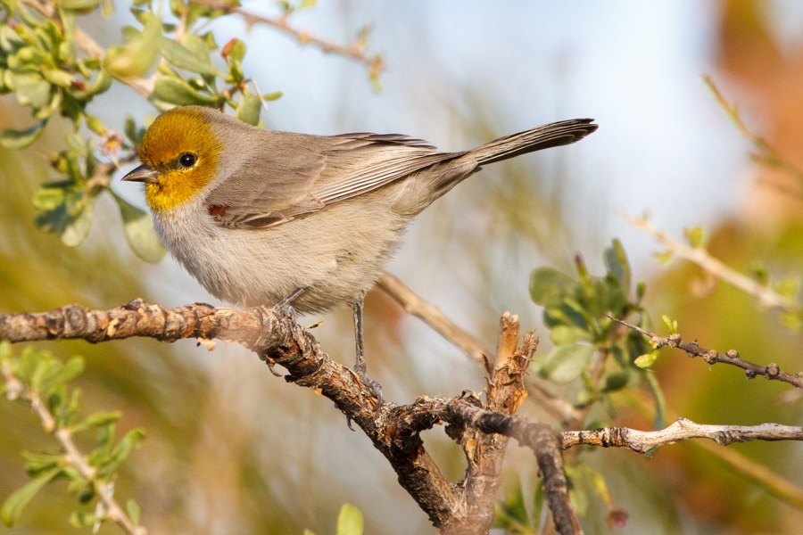 Verdin